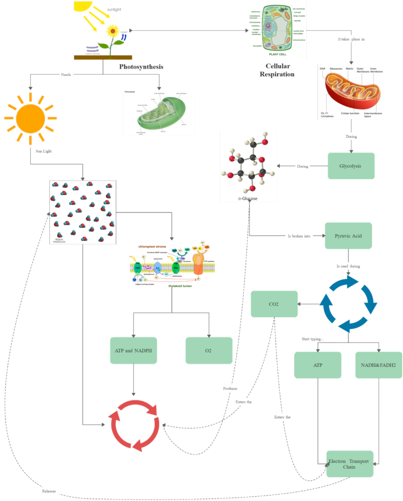 #8. Cellular respiration concept map