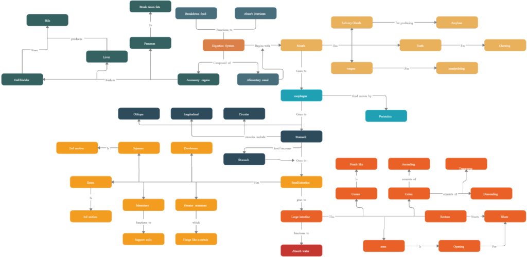 #9. Digestive system concept map